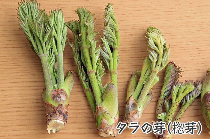 タラの芽には毒がある 天ぷらだけじゃない美味しい食べ方とは たべるご