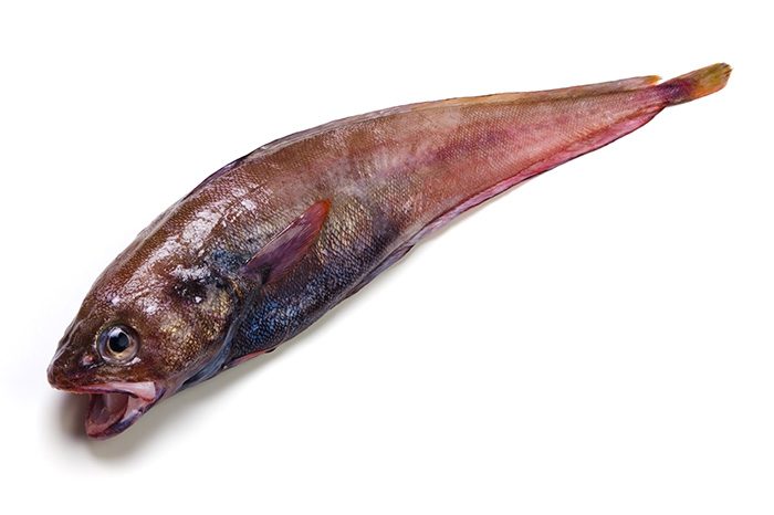 どんこ エゾイソアイナメ という魚のオススメ料理 刺身や肝も美味しいぞ たべるご