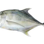 シマアジ