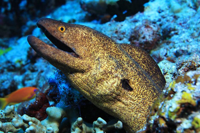 ウツボを食べる 味や食べ方 さばき方 たべるご