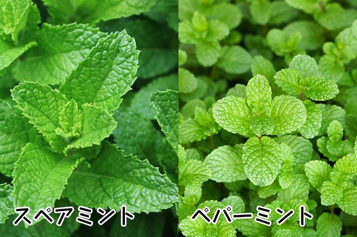 spearmint-and-peppermint