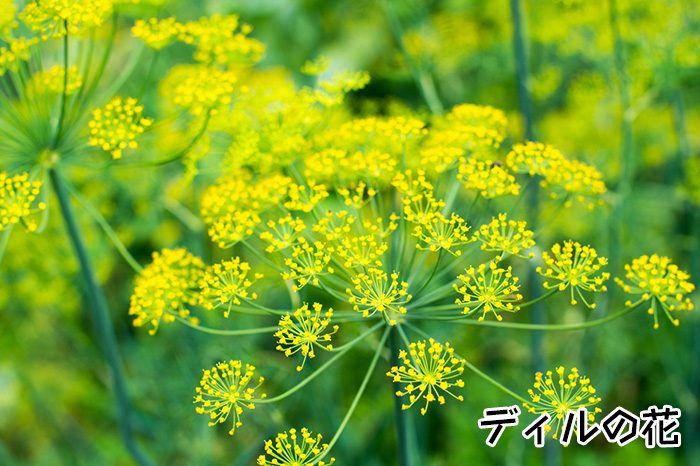 ディルの黄色い花