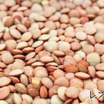 レンズ豆の栄養と、他にはない栄養価とは？