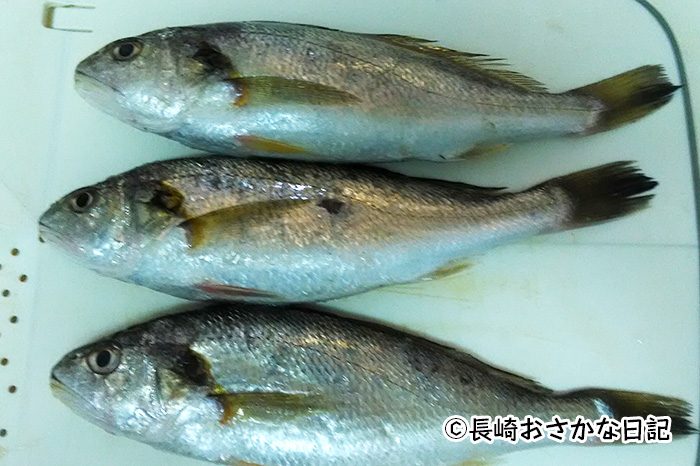 イシモチ 魚