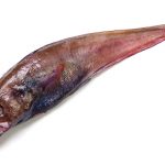 どんこ(エゾイソアイナメ)という魚のオススメ料理。刺身や肝も美味しいぞ！