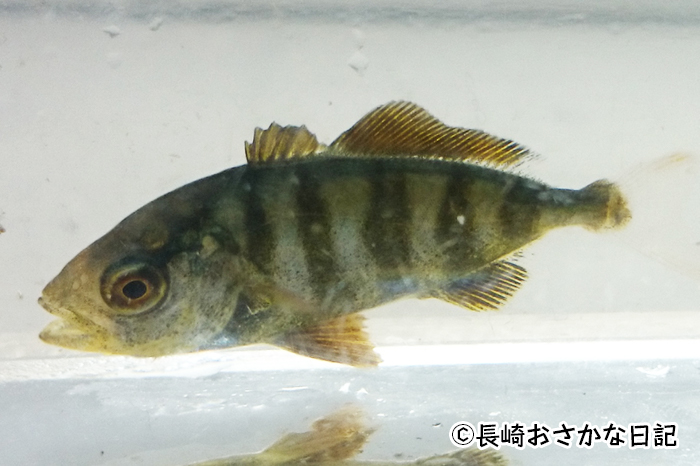 カンパチが出世魚と言われる理由 幼魚の名前と漢字など たべるご