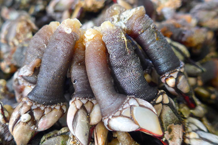 カメノテ 亀の手 は出汁がうまい カメノテの美味しい食べ方 たべるご